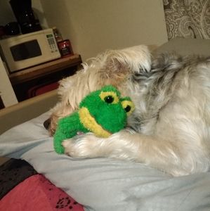 Meet your Posher, Bruce